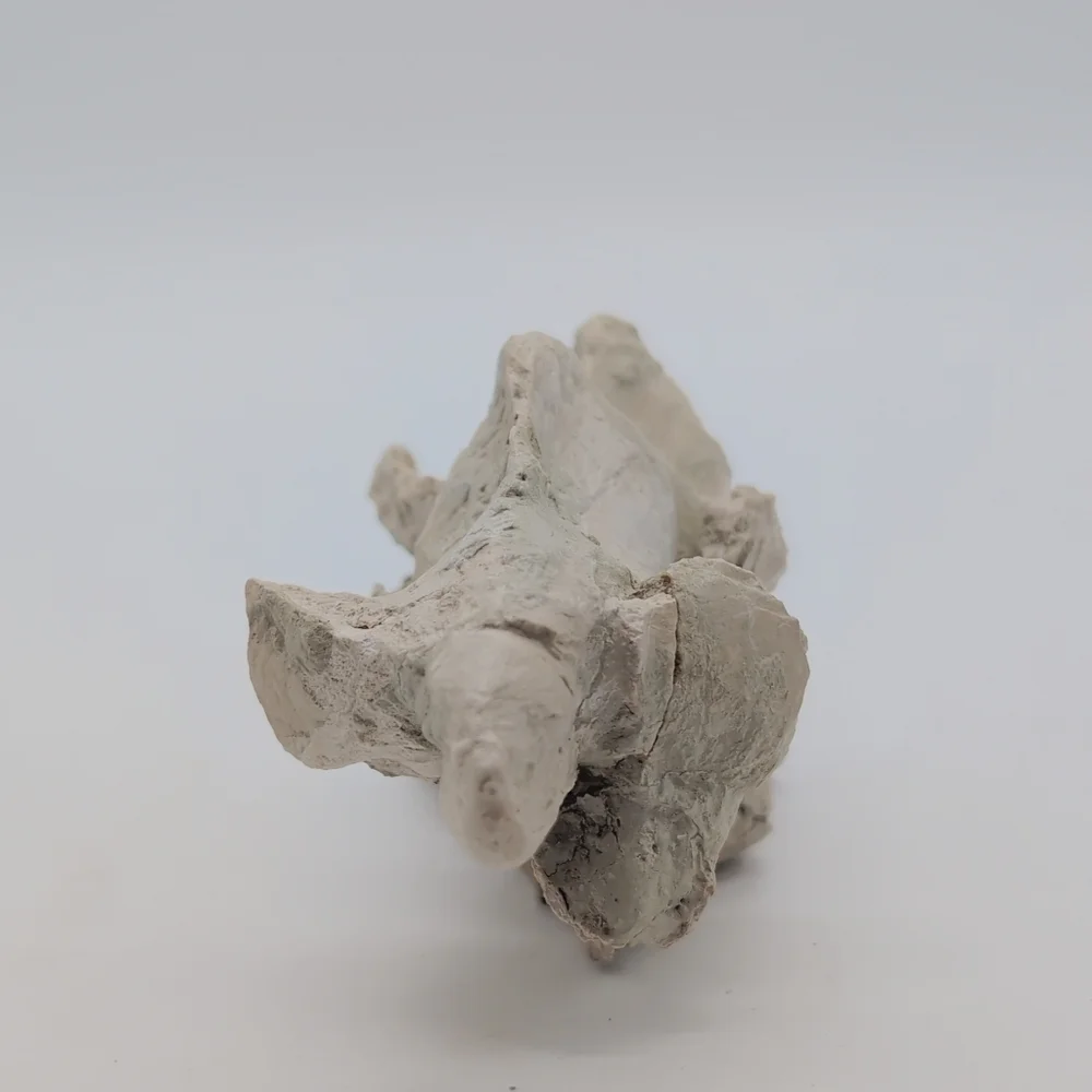 Natural Oreodont Vertebra Fossil In Stone Matrix